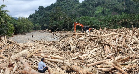 Kemenhut Bakal Rehabilitasi Hutan Pascabencana Sumatera Capai 49.000 Hektare