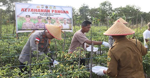Dukung Ketahanan Pangan, Polres Karimun Panen Raya Cabai Bersama Petani Lokal di Meral Barat