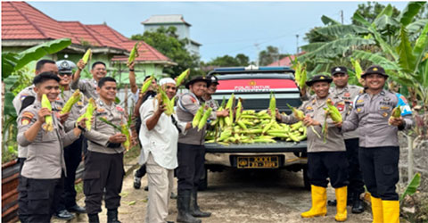 Polsek Daik Lingga Panen Perdana Jagung Paragon, Dukung Ketahanan Pangan Berkelanjutan