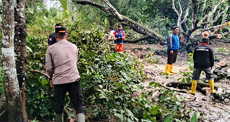 Polsek Bintan Timur Bantu Evakuasi Pohon Tumbang yang Menimpa Rumah Warga