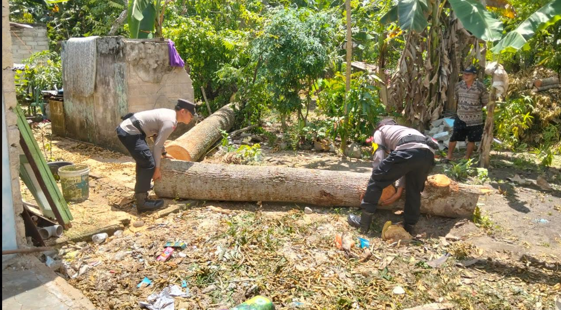 Polsek Buru Karimun Bantu Evakuasi Pohon Durian yang Tumbang Timpa Rumah Warga