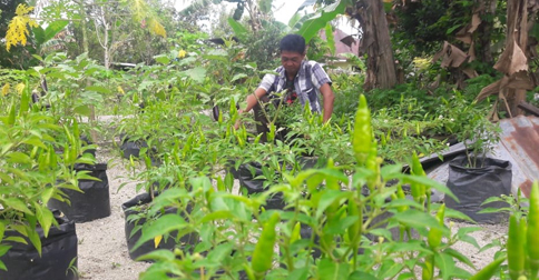 Gegara Corona, Juhari Manfaatkan Perkarangan Rumah untuk Bercocok Tanam