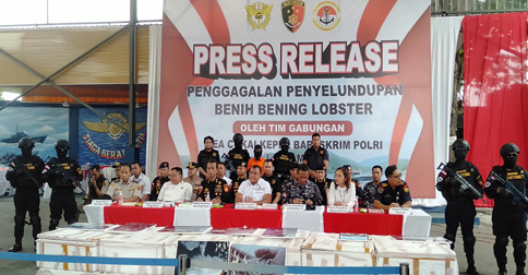 BC Kepri Kembali Gagalkan Penyelundupan 151 Ribu Benih Lobster Senilai Rp 15,1 Miliar di Perairan Pulau Numbing