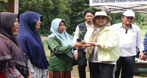 Bagikan Bibit Cabai Gratis, Pemprov Kepri Galakkan Pemanfaatan Perkarangan Rumah