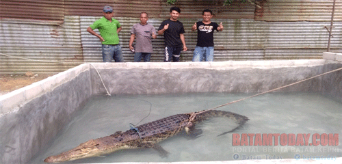 Sosok Masri, Pawang Binatang Buas Sang Penakluk Buaya Peliharaan Kadinkes Bintan