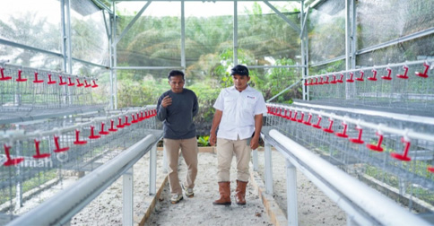 PT Timah Dukung Budidaya Ayam Petelur Bangka Barat