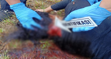Seorang Wanita Ditemukan Tewas Mengenaskan di Lahan Kosong Samping SMAN 1 Karimun