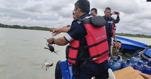 Lestarikan Ekosistem Pesisir, PT Timah Melepas Ratusan Kepiting Bakau di Perairan Kundur