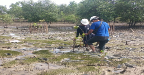 Peduli Lingkungan, PT Timah Tanam 2.500 Pohon Mangrove di Pantai Gemuruh Karimun