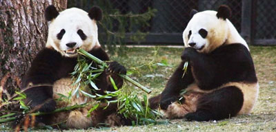 Lucunya Aksi Panda Cai Tao dan Hu Chun di Kebun Binatang Bogor