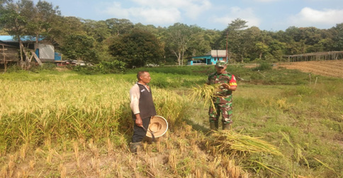 Babinsa Koramil Tarempa Panen Padi Bersama Petani Binaan