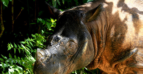 Penyelamatan Badak Sumatera di Leuser Prioritas Utama