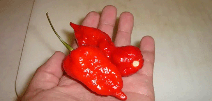 Dragon's Breath, Cabai Terpedas di Dunia