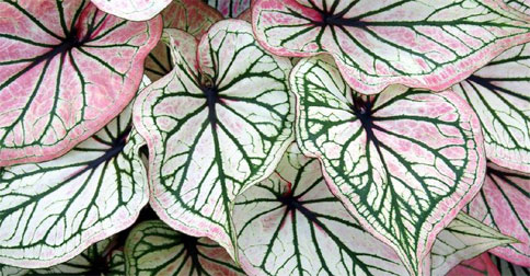 5 Cara Mudah Merawat Tanaman Caladium, Monstera dan Aglonema