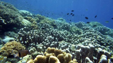 Ini Hasil Monitoring Reef Health Program Coremap - CTI di Kabupaten Lingga
