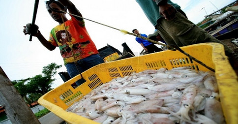 Laut Natuna Miliki Potensi Hasil Laut Melimpah, di Antaranya Ada 23 Ribu Ton Cumi-cumi