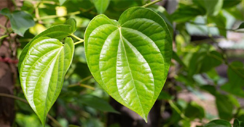 Ini 8 Manfaat Daun Sirih untuk Kesehatan, Cara Konsumsi, dan Efek Samping