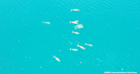 Ekspedisi Romang-Damer 2025 Ungkap Habitat Dugong Terbesar dan Ketahanan Ekosistem Laut Maluku Barat Daya