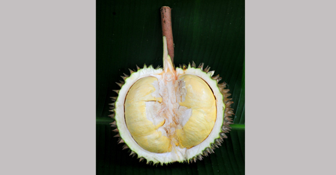 Durian Langka di Thailand Terjual Seharga Rp 684 Juta