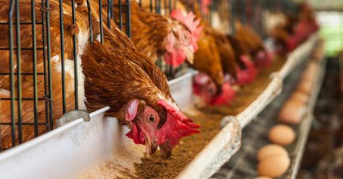 Indonesia Kejar Kesepakatan Ekspor Ayam ke Singapura