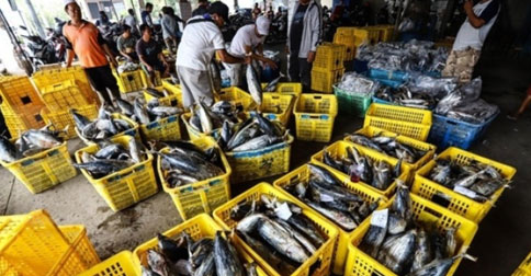 Perum Perindo Natuna Krisis Keuangan, Imbasnya Tak Mampu Tampung Hasil Tangkapan Nelayan