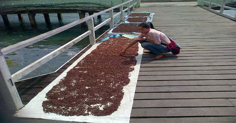 Berkualitas Tinggi, Dinas Pertanian Dukung Peningkatan Produksi Cengkeh dan Pala Anambas