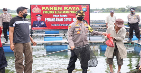 Program Ketahanan Pangan, Kapolres Karimun Panen Ikan Lele dan Sayuran