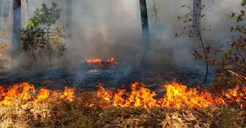 KLH Tutup 1 Pabrik dan Segel 4 PerusahaanTerkait Karhutla di Riau