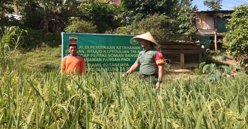 Babinsa Koramil Tarempa Motivasi Petani di Dusun Rintis Tak Fokus pada Satu Tanaman