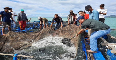 Desa Mepar Lingga Panen 1,7 Ton Ikan Kerapu Catang