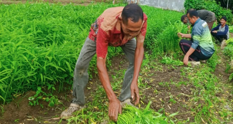 Dukung Ketahanan Pangan Lokal, Warga Binaan Lapas Tanjungpinang Panen Sayur Hampir 1 Ton