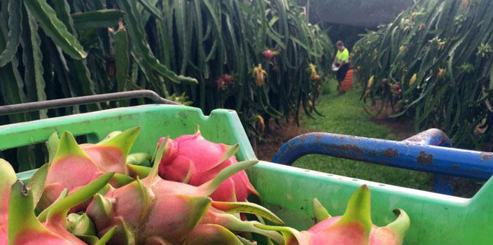 Australia Sedang Panen Raya Buah Naga