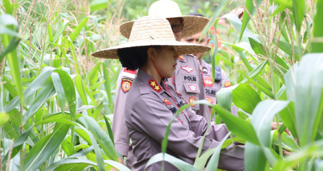 Polres Bintan Panen Jagung Tahap Kedua, Dorong Swasembada Pangan Lewat Pemanfaatan Lahan Tidur
