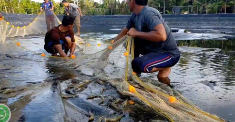 Budidaya Udang Vaname Bantu Ekonomi Warga Lingga di Tengah Pandemi
