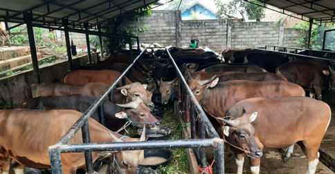 Stok Melimpah, Natuna Jadi Pemasok Sapi Kurban untuk Wilayah Kepri
