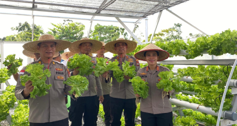 Polres Bintan Panen Sayur Hidroponik, Dukung Ketahanan Pangan dan Gizi Masyarakat
