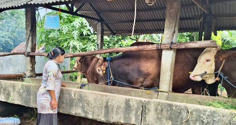 Stok Hewan Kurban di Tanjungpinang Dipastikan Aman Jelang Idul Adha 1446 H