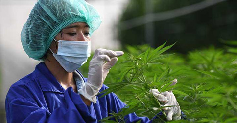 Thailand Legalkan Ganja, Malaysia Perketat Pengawasan Perbatasan